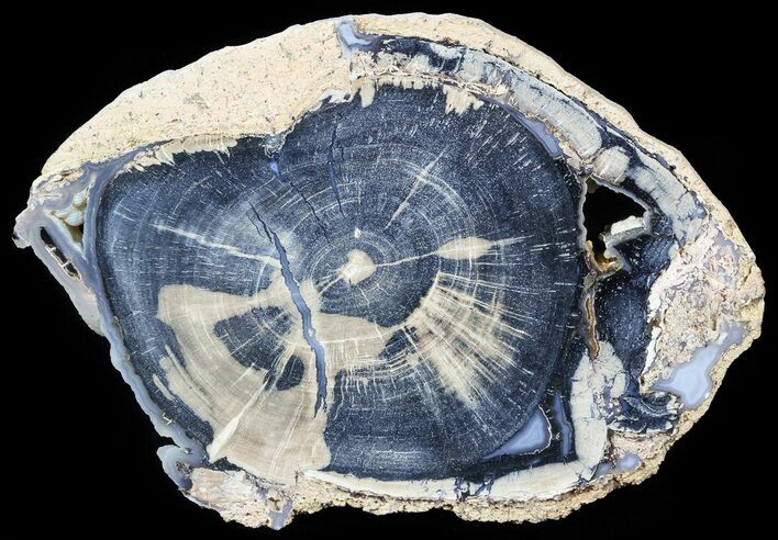 Petrified Wood Slice - Blue Forest, Wyoming #56016